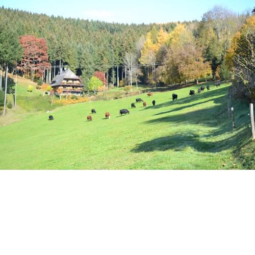 Hanselehof
