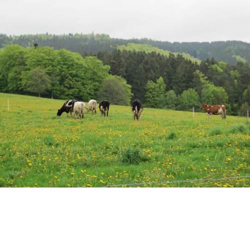 Haus-Dorfidyll