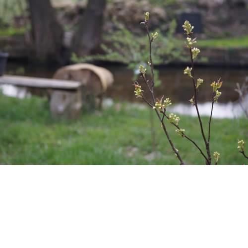 Hippo Arabico