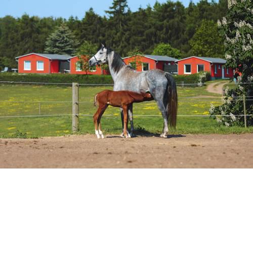 Holiday homes Inselblick Lohmen - DMS01091-FYA