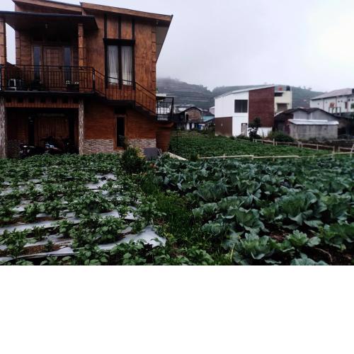 Homestay Anemon Dieng