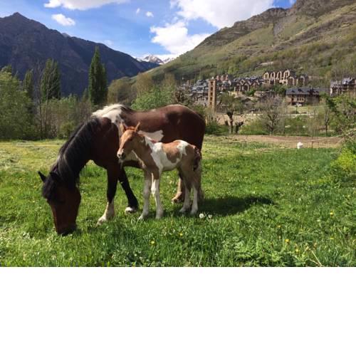 Hostal Rural Sant Climent
