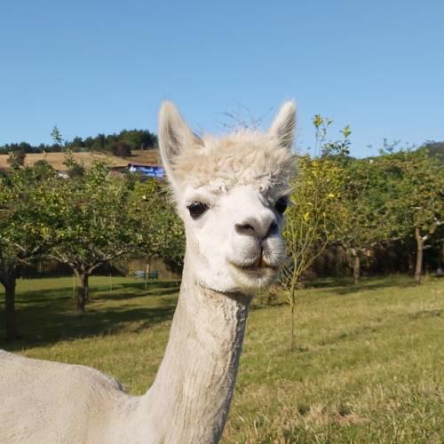 Hotel 3 Alpacas