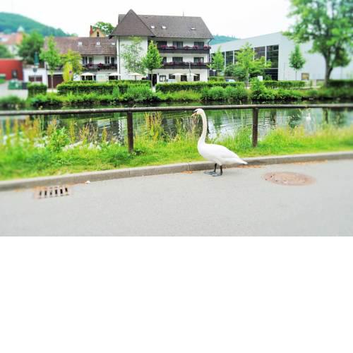 Hotel Schiff Nagold