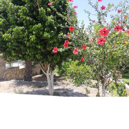 House with garden in Bodrum