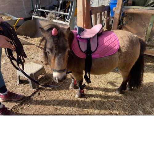 Hütte für Naturliebhaber - Kinder/ Ponyreiten