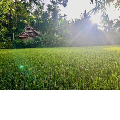 Jungle inn tetebatu