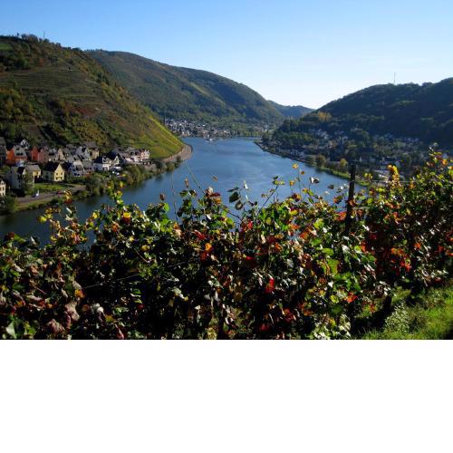 Kattenesser Moselblick