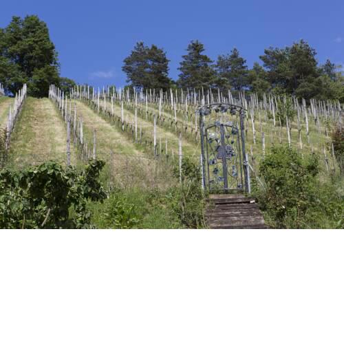 Koschak Wirt & Weinbauer