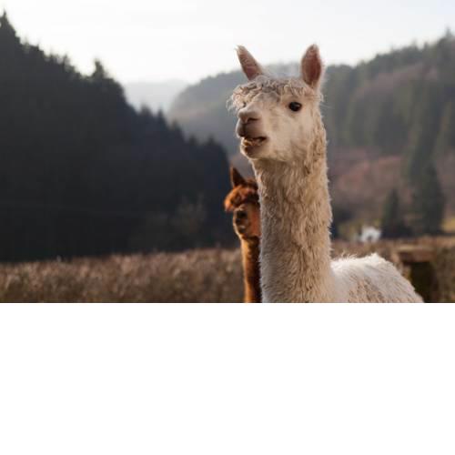 Kräuterbaude