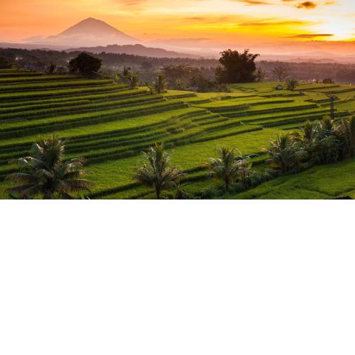 Kubu Pinge