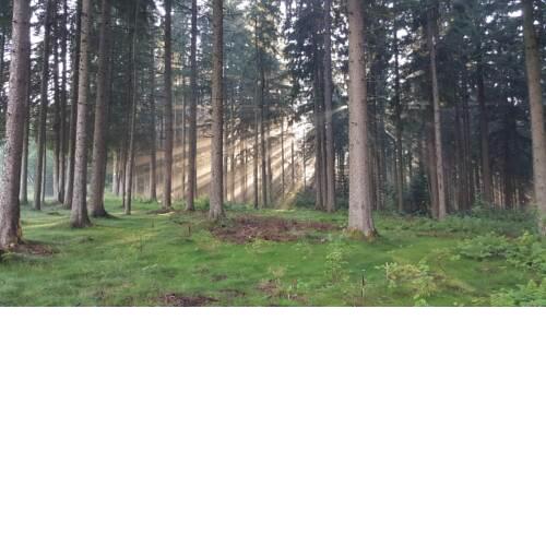 Kuckuckstraum