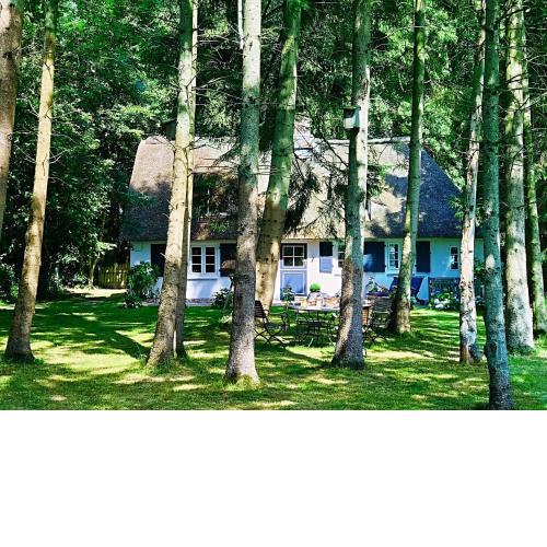 Küstenwäldchen