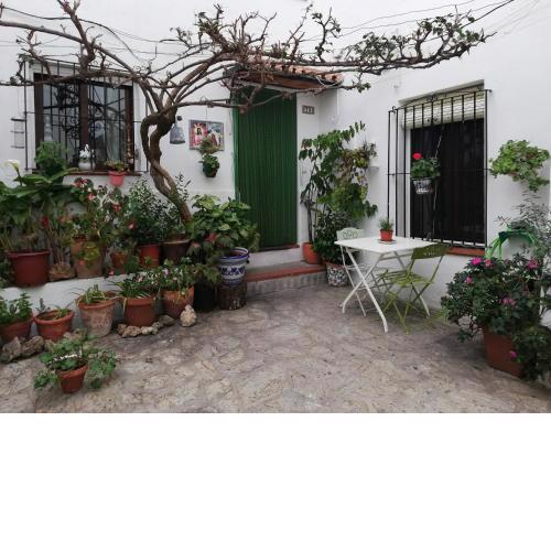 La buganvilla de Juana y Antonio