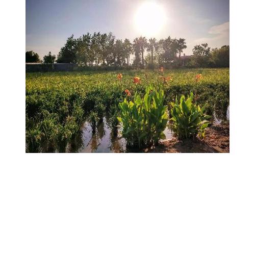 La Garseta del Delta