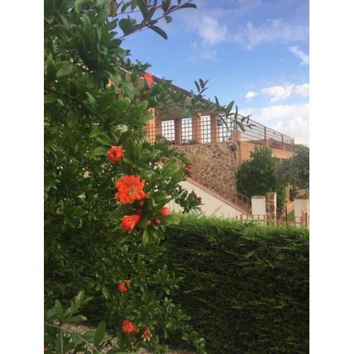 Las Mimosas