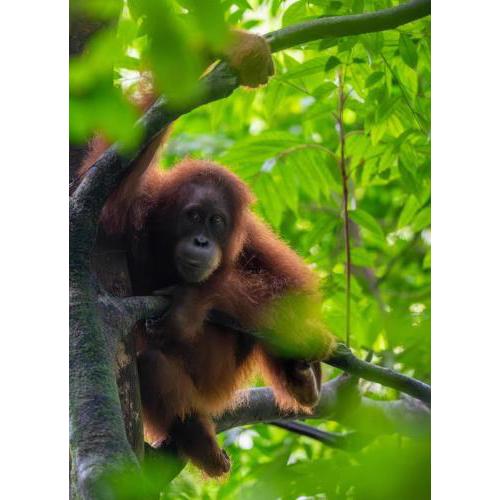 Lawang Inn Restaurant & Jungle trek