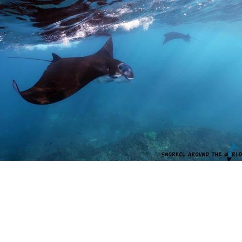 Lembongan snorkling