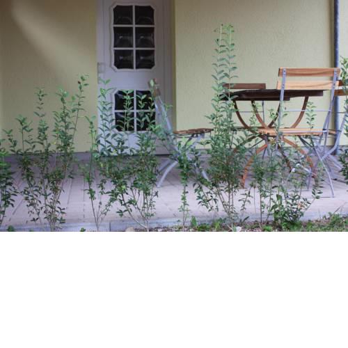 Lindenstube