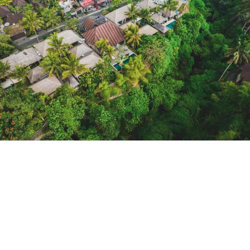 Luwak Estate