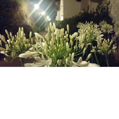 Marbella Istan perfect 10
