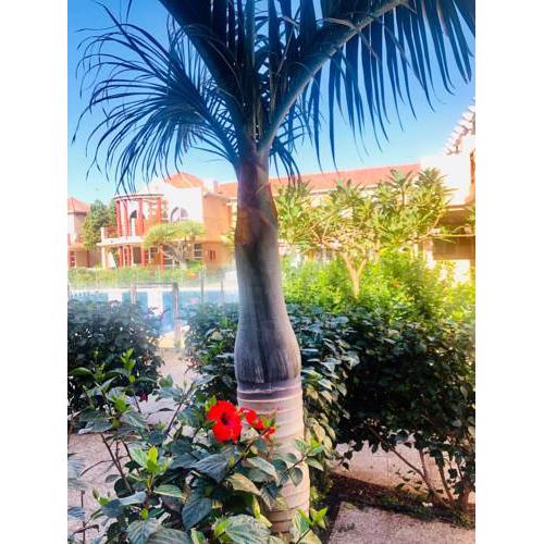 MELISSA Palmeral Oasis