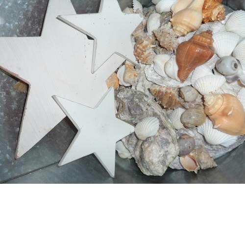 MuschelStern - [#109585]