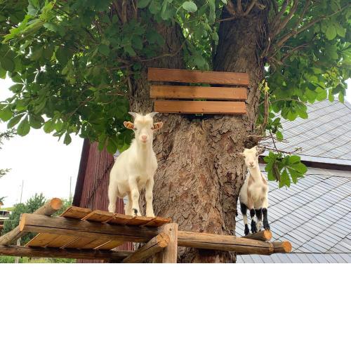 Naturhof Kluge