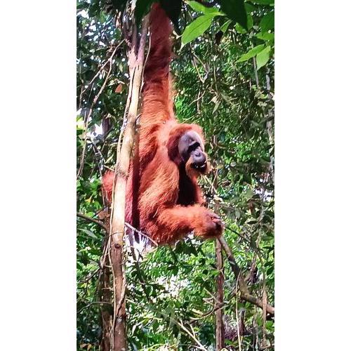 On The Rocks Bungalows, Restaurant and Jungle Trekking Tours