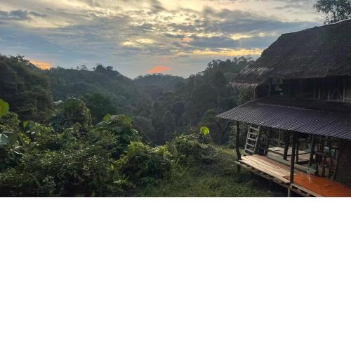 ORANG UTAN TREKING SUMATRA ONLY BOOK TREKING WITH US & lovely jungle lodge
