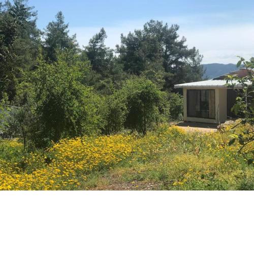 Orange House with Nature View in Olympos Antalya