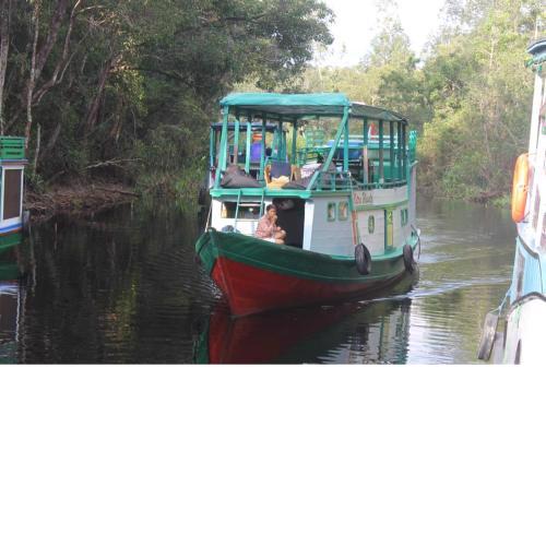 Orangutan Houseboat Sekonyer River