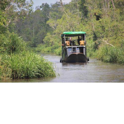 Orangutan River Cruise
