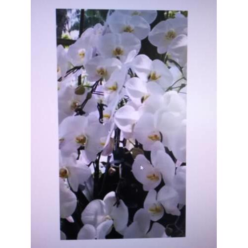 Orchidee Appartments