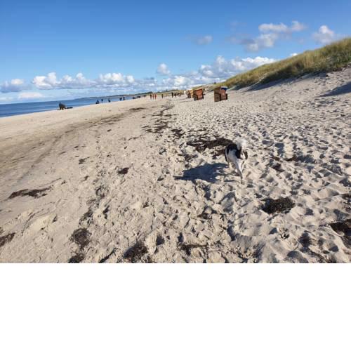 Ostsee, Strand & Me(e)hr erleben, Speziell für Familien, Fe/wo "Sunny" am Bodden/Fischland/Ribnitz