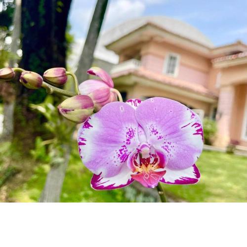 Papandayan Flower House Villa