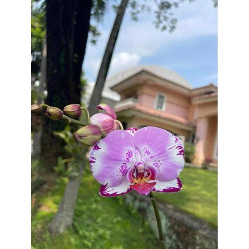Papandayan Flowers House Villa