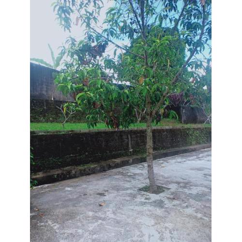 Penginapan Mongan By Sila Dharma Mesari