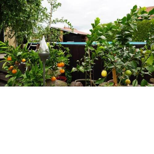 Pension Limone Ferienwohnung 2 - a50908
