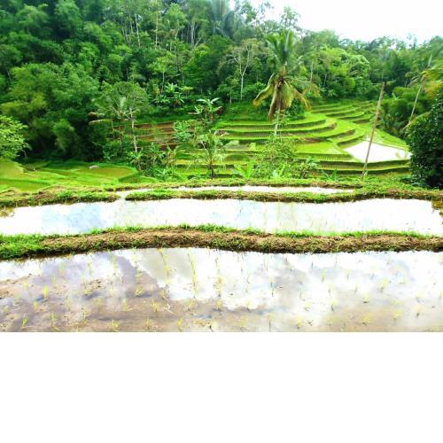 Pesona Bali Home Stay