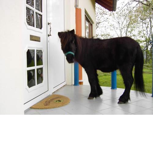 Pferd