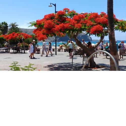 Playa de Los Cristianos Casa Adriano