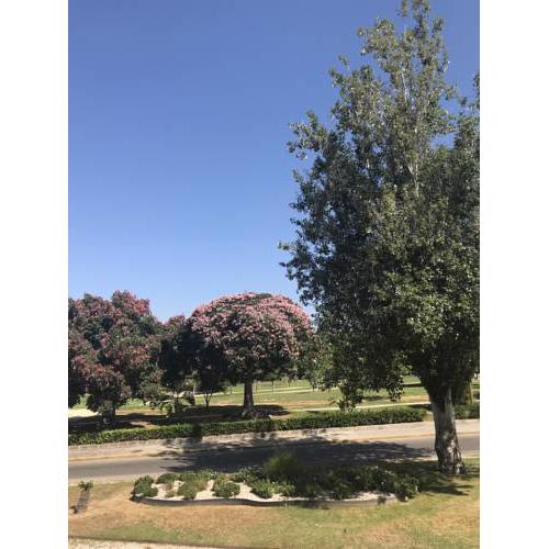 Plaza Sainetero Arniches