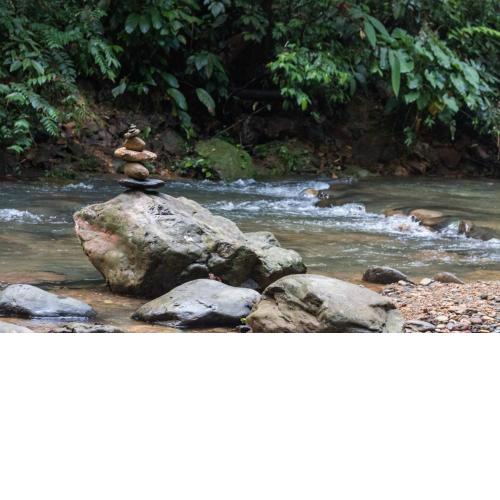 Rain Forest Guest House