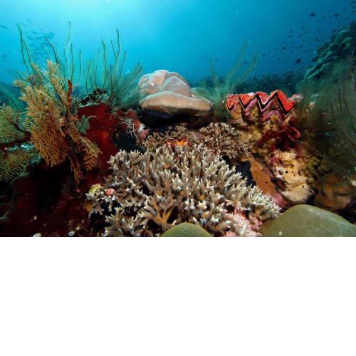 Raja Ampat dive tour