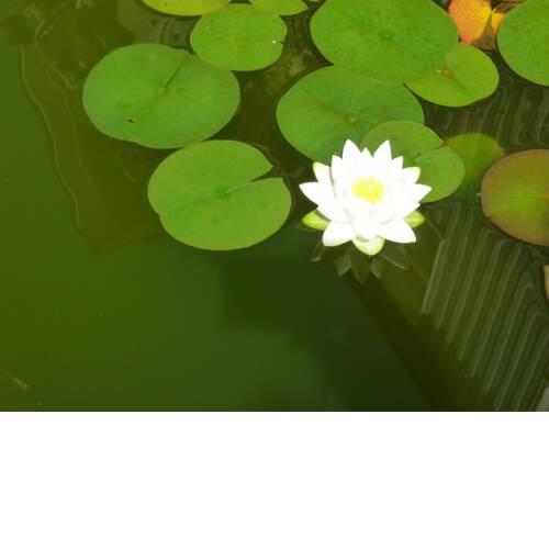 Refugio - [#a34557]