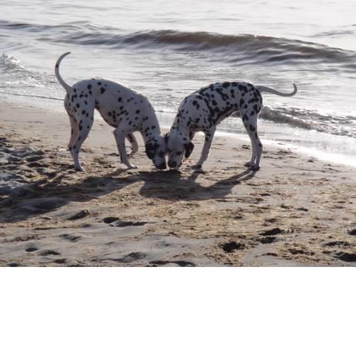 Residenz Lausitz - Apartments für Urlaub mit Hund