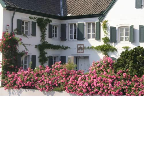 Rhein River Guesthouse - Art Hotel on the Rhine