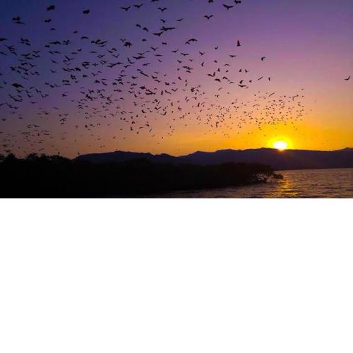 sharing trip Komodo