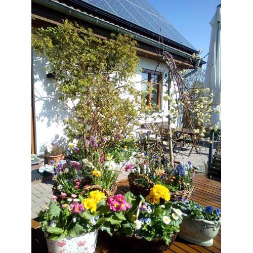 Sonne und Blumen